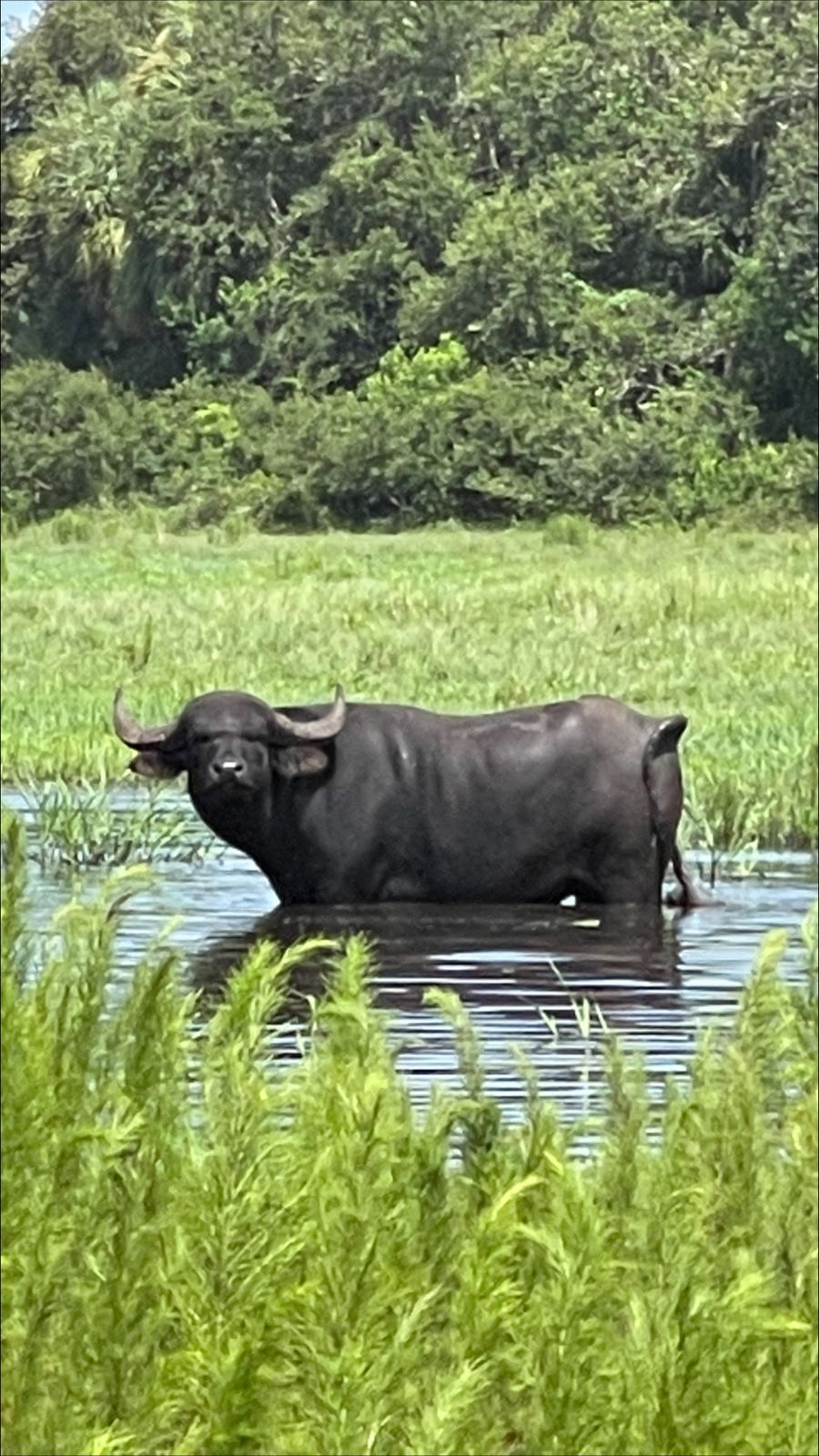 Water buffalo in Florida swamp